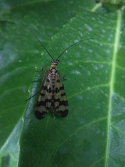 Panorpa meridionalis