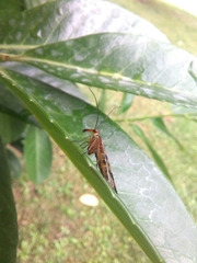 Panorpa meridionalis