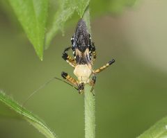 Velinus malayus