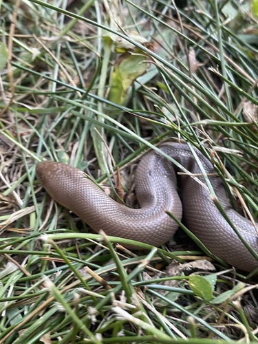 iNaturalist observation photo of Northern Rubber Boa