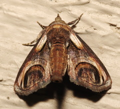 Paectes oculatrix