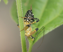 Velinus malayus