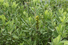 Myrica gale tomentosa