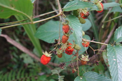 Rubus fraxinifolius