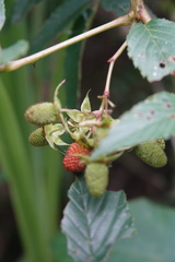 Rubus fraxinifolius