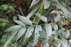 Rubus fraxinifolius