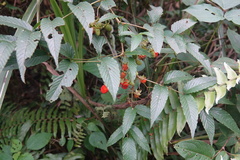 Rubus fraxinifolius