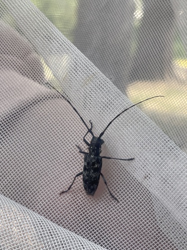 iNaturalist observation photo of Sawyer Beetles