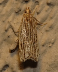 Helcystogramma hystricella