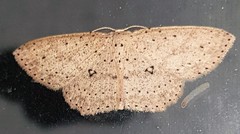 Cyclophora turneri