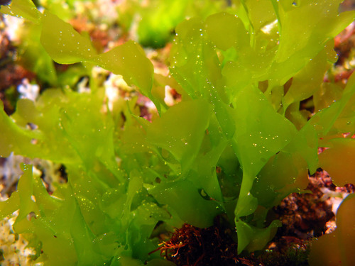 Ulva rigida