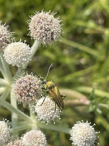 iNaturalist observation photo of Yellow Velvet Beetle