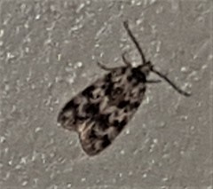 Barea euprepes
