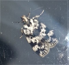 Barea euprepes