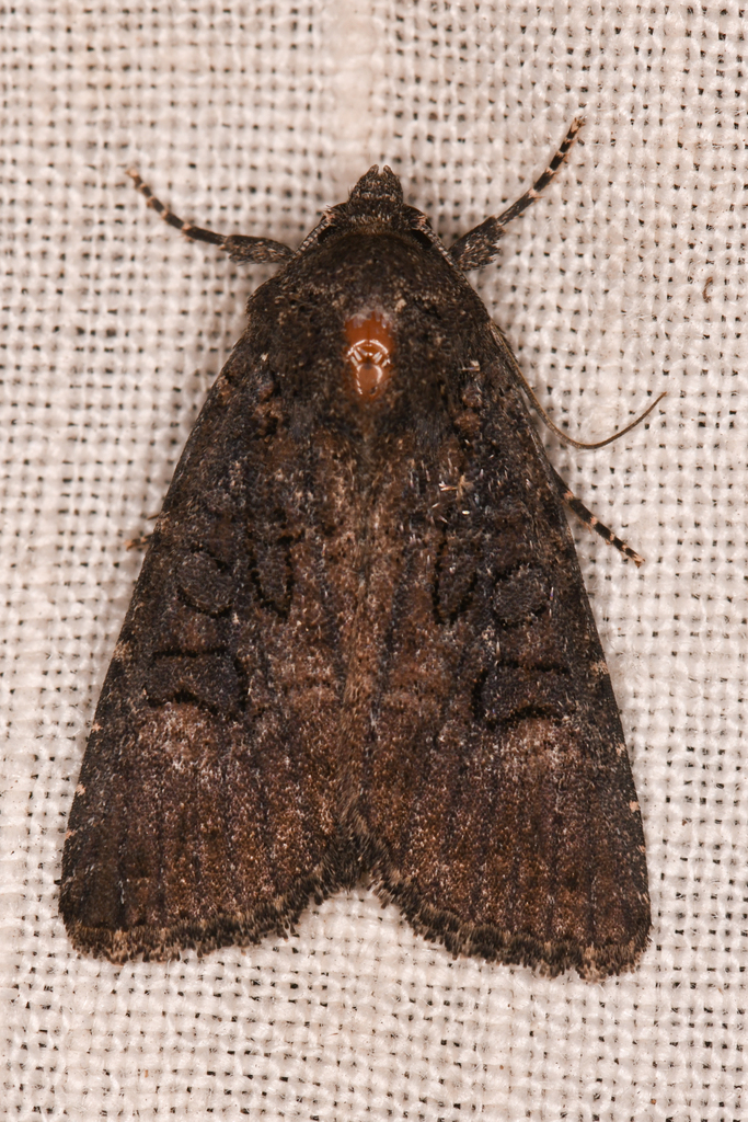 Aseptis fumosa