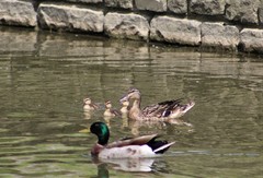 Anas platyrhynchos