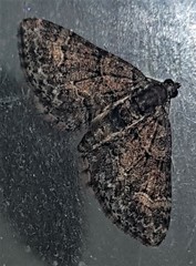 Eucymatoge peplodes