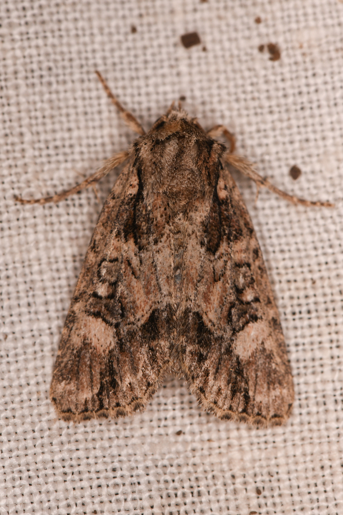 Aseptis adnixa