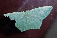 Maxates centrophylla