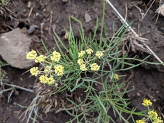 Lomatium triternatum