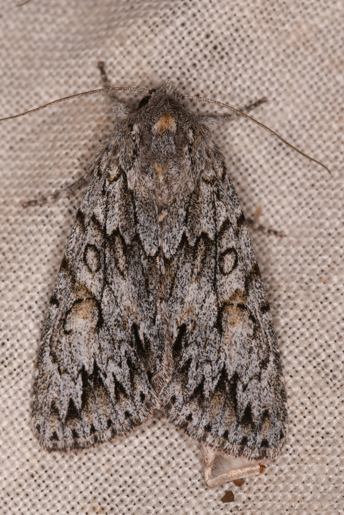 Andropolia aedon
