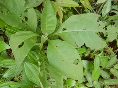 Phytolacca japonica