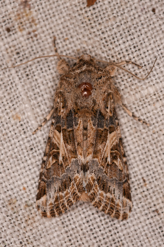 Western Yellow-striped Armyworm Moth photo 3