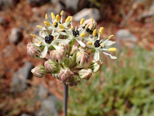 Allium cyrilli, photograph 3