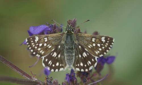 Spinose Skipper