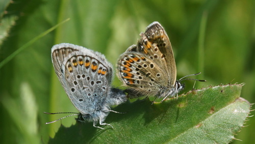 Silver-studded Blue