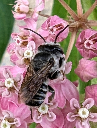 Texas Leafcutter Bee photo 6