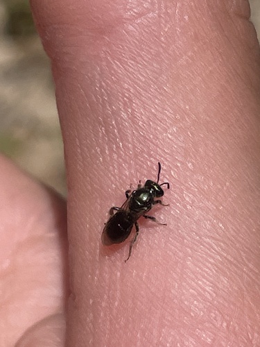 iNaturalist observation photo of Metallic Sweat Bees