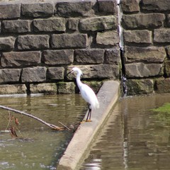 Egretta thula