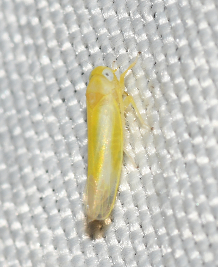 Alebra thoracica