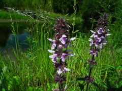 Stachys aspera