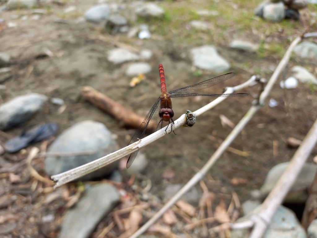 Golden Streakskimmer