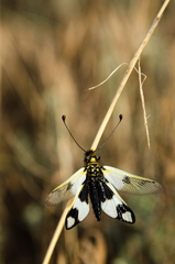 Libelloides macaronius