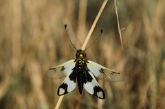 Libelloides macaronius