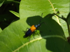 Desmocerus palliatus