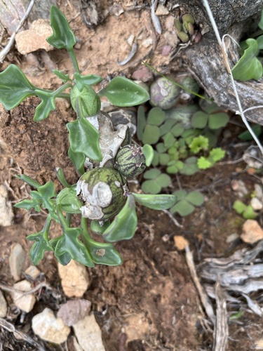 Image of Baculellum articulatum by (c) Dave U, some rights reserved (CC BY-SA)