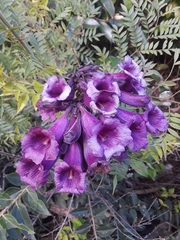 Jacaranda caroba