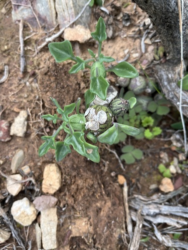 Image of Baculellum articulatum by (c) Dave U, some rights reserved (CC BY-SA)