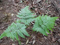 Dryopteris formosana