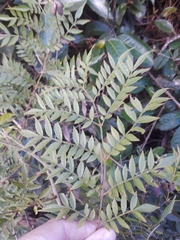 Jacaranda caroba