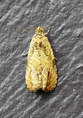 Olethreutes permundana