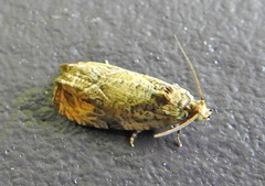 Olethreutes permundana