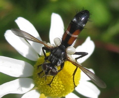 Cylindromyia auriceps