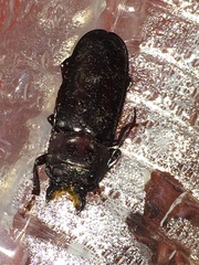 Mallodon dasystomus