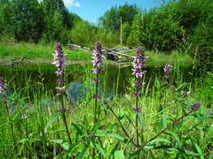 Stachys aspera