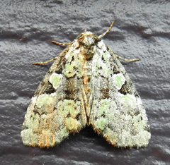 Leuconycta lepidula